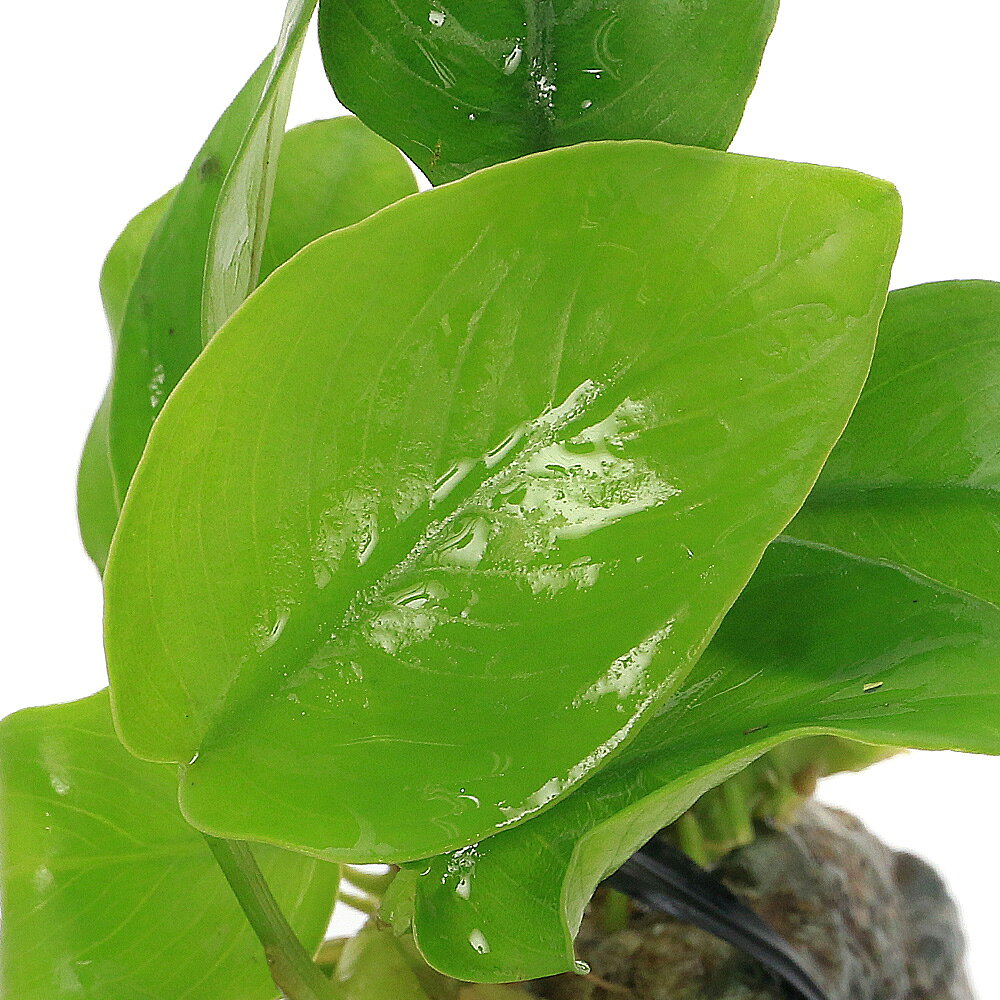 （水草）アヌビアスナナ　ゴールデン　風山石小粒（3〜5cm）（水上葉）（3個）