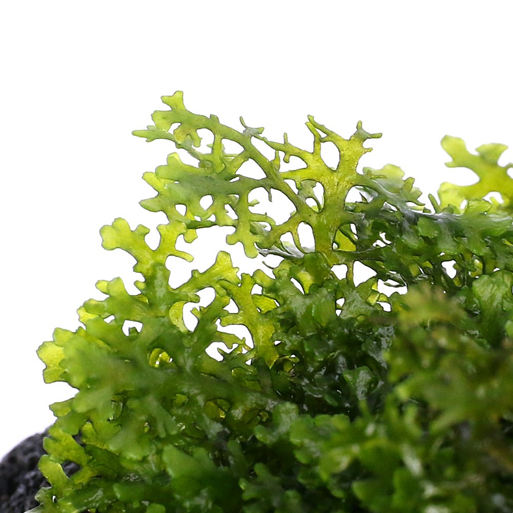 （水草）★育成済★　プレミアムグリーンモス　溶岩石Sサイズ（約10cm）（水中葉）（...