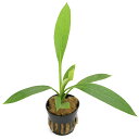 (水草)エキノドルス デクンベンス(水上葉)(無農薬)(1ポット)