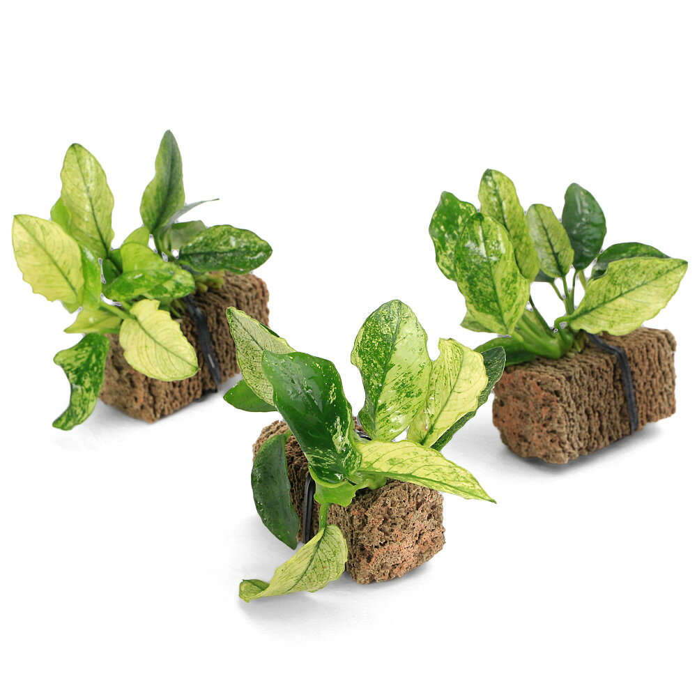 （水草）アヌビアスナナ　斑入り　TSUMIKI（水上葉）（3個）