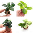 (水草)アヌビアス ライフマルチ4点セット(水上葉)(1セット)