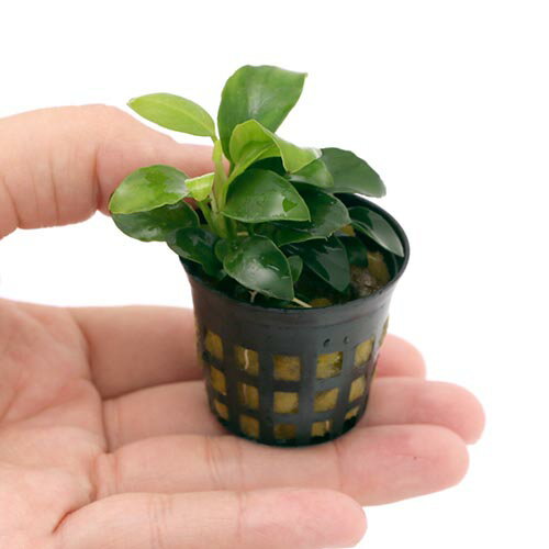 �ʿ�������֤Υ��̥ӥ������ʥ�3�糧�åȡ��ܡ����������⥹��1���åס�1���åȡ�