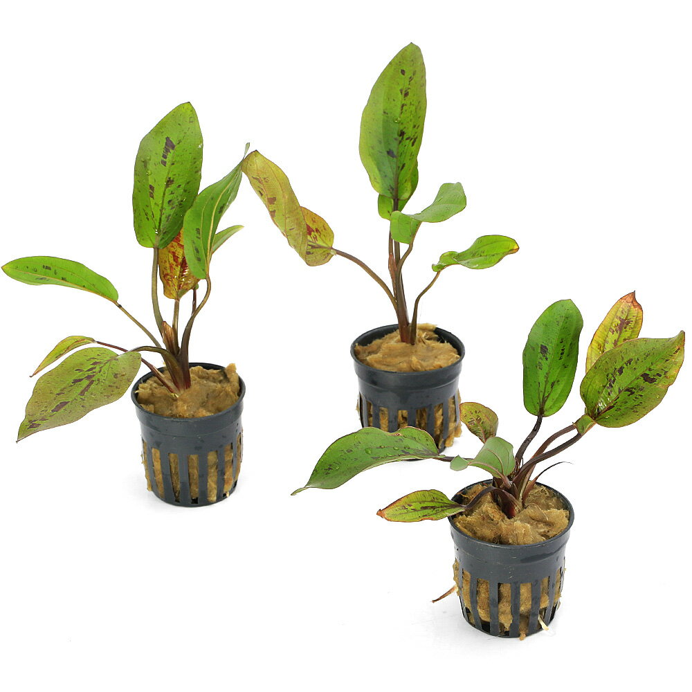 �ʿ���˥����Υɥ륹�������ǥ��ե��ꥦ�����ϥ��֥�åɡʿ���աˡ�̵�����ˡ�1�ݥåȡ�