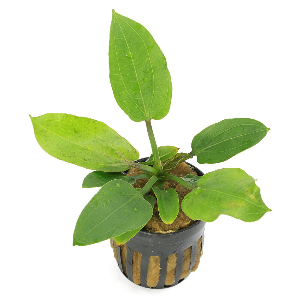 �ʿ���˥����Υɥ륹�������٥롡�����ءʿ���աˡ�̵�����ˡ�1�ݥåȡ�