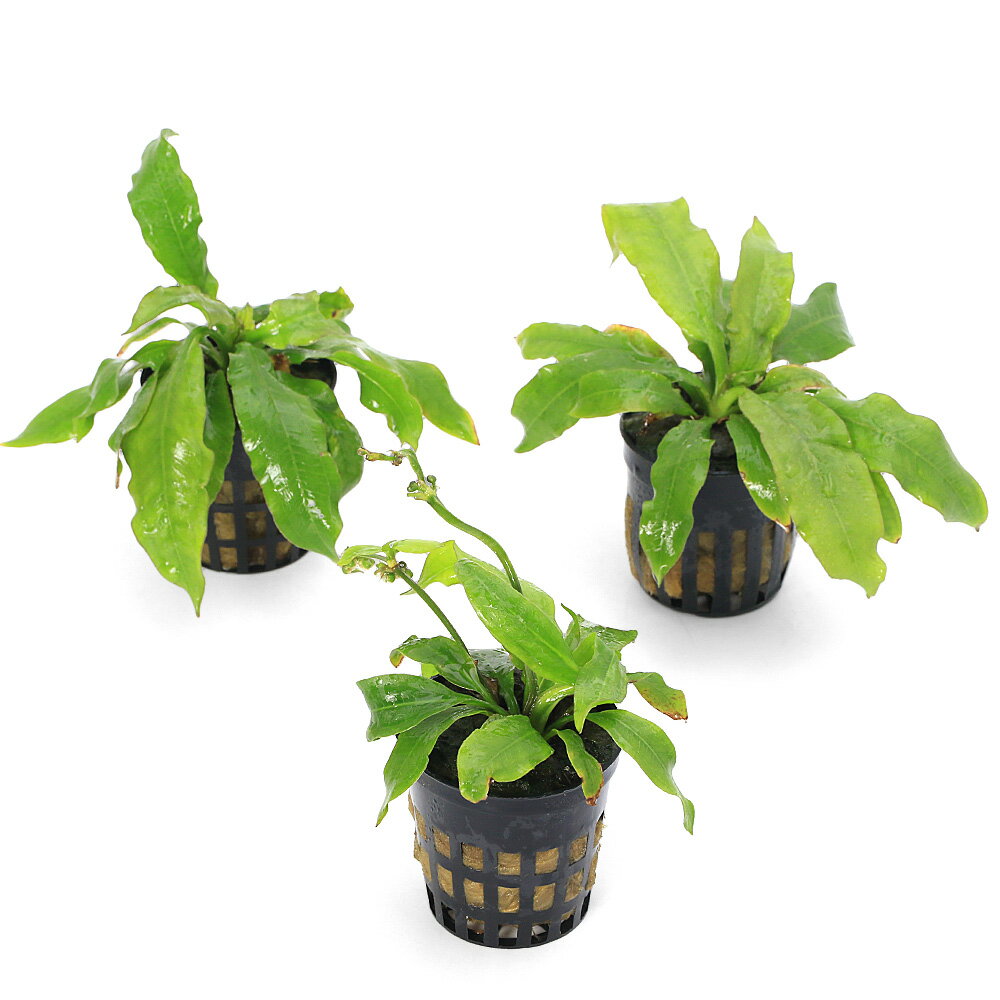 �ʿ���˥����Υɥ륹���ڥ륨�󥷥��ʿ���աˡ�̵�����ˡ�1�ݥåȡ�