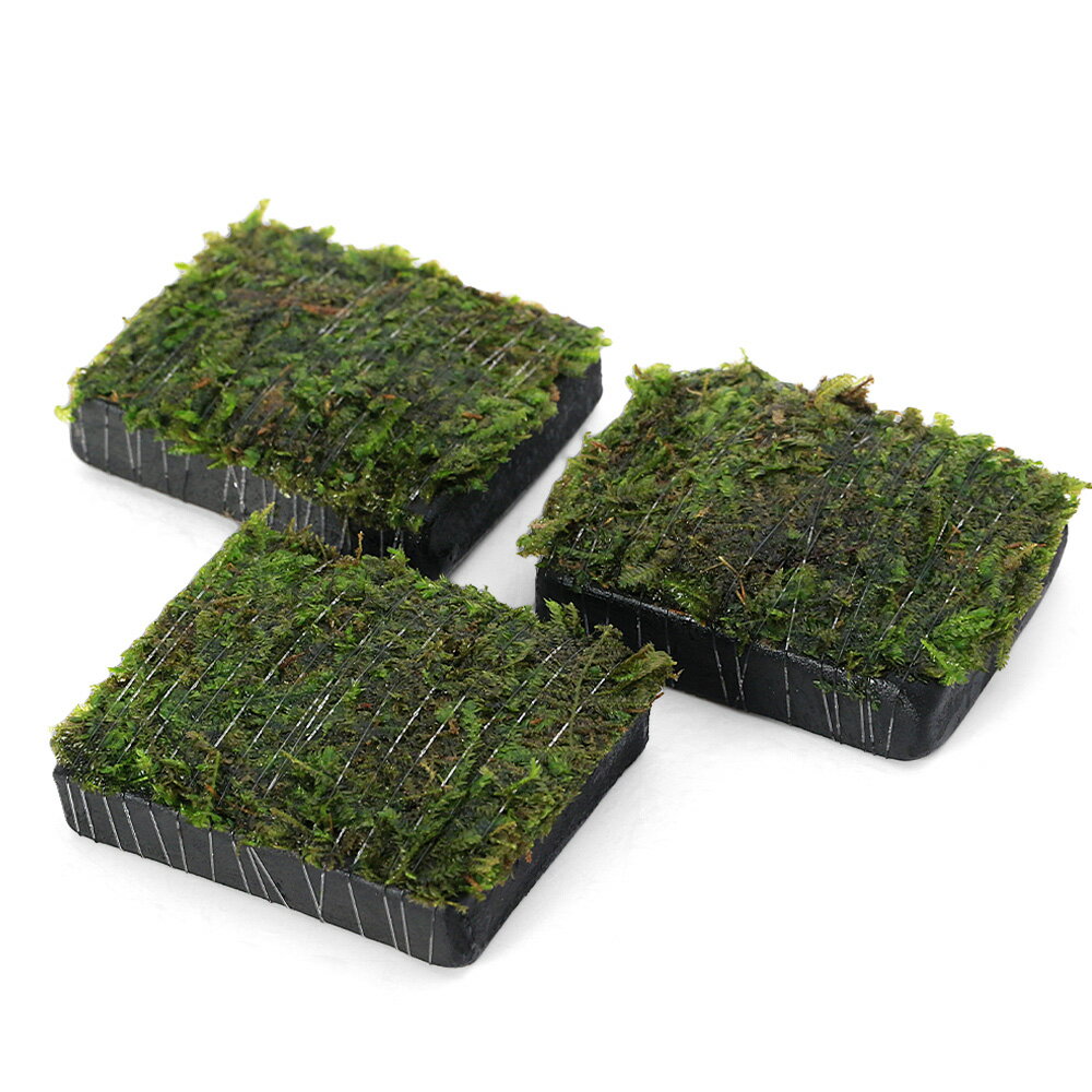 （水草）巻きたて　ジャイアント南米ウィローモス　炭板　小（水中葉）（無農薬）（3枚）