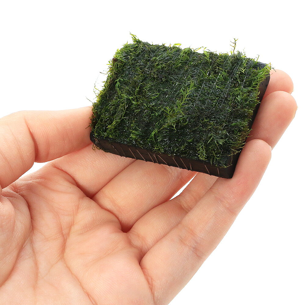（水草）巻きたて　ウォーターフェザー　炭板　小（水中葉）（無農薬）（3枚）