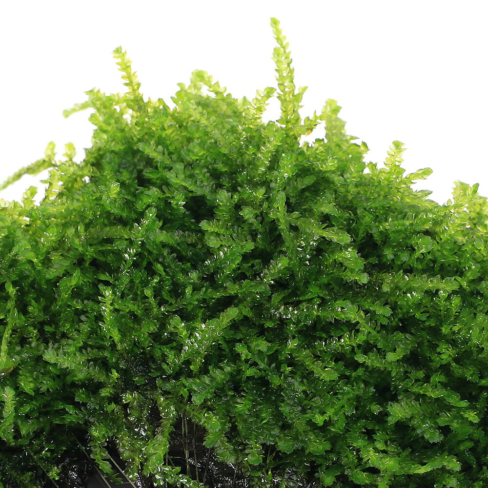 （水草）★育成済★　ウィーピングモス　流木　SSサイズ（約10cm）（無農薬）（水中...