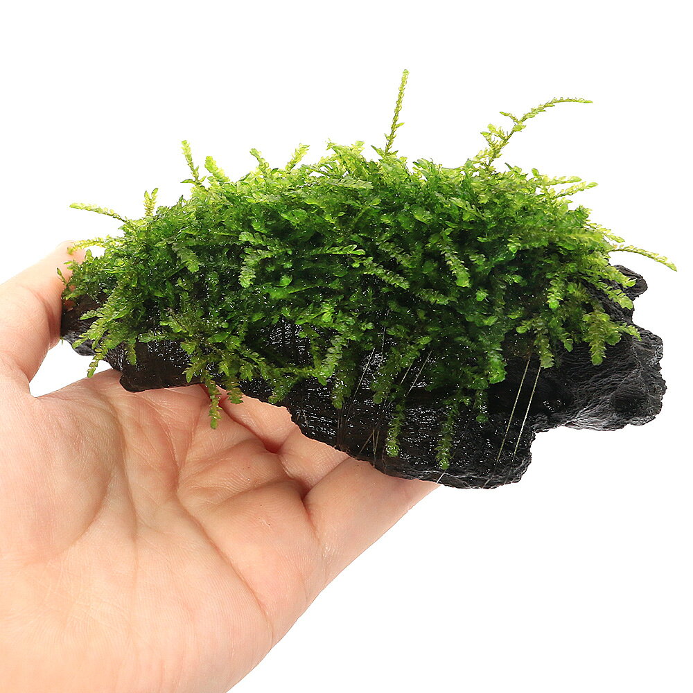 （水草）★育成済★　ウィーピングモス　流木　SSサイズ（約10cm）（無農薬）（水中...