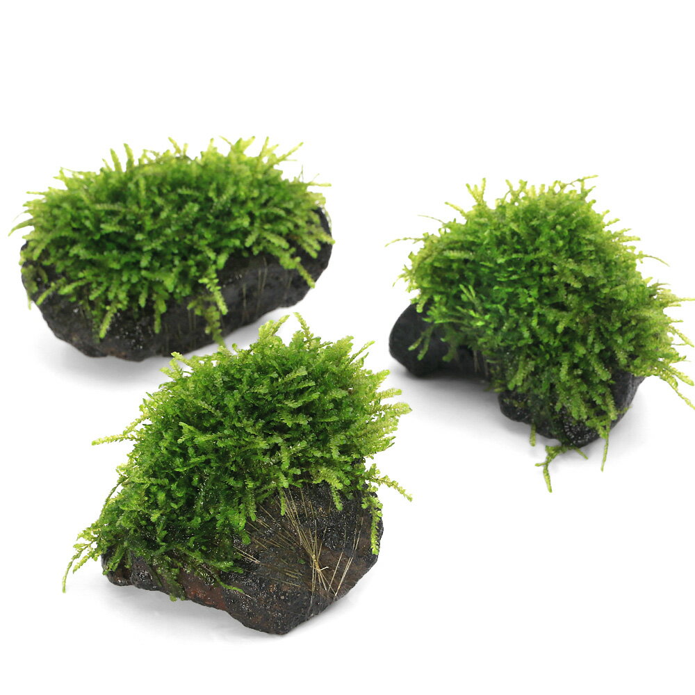 レイアウト水槽に最適！無農薬状態で育てられた為、エビ等の甲殻類にも安心です！育成済　ウィーピングモス　溶岩石S　3個発送サイズ（流木）サイズ8〜12cm程度別名-学名（※）Vesicularia　ferriei（※）…改良品種や学名が不明の種は流通名での記載の場合があります。分類ハイゴケ科（Hypnaceae）ヴェシクラリア属（Vesicularia）分布不明どんな種類？育成難易度 → ★★★☆☆Weeping＝枝垂れる　その名の通りに枝垂れながら茂みを作っていくウィローモスです。比較的新しく紹介されたモスでトロピカ社から販売されたことで脚光を浴びました。ウィーピングモスはトロピカ社が紹介した物とは別にもう1タイプ流通しており、本商品はトロピカ社が紹介したタイプとなります。他のモスに比べ色が非常に鮮やかで肉厚な印象をうけるモスです。普通のモスと違い枝垂れながら生長していく為、流木等に活着させると一味違ったレイアウト素材となるでしょう。比較的新しい水を好み、よく枝垂れさせる為には、ある程度の光量が必要になります。折り重なる性質が強い為、光のあたらない部分ができてしまい、そこから枯れて剥がれてしまったり、ゴミや排泄物が溜まって水質の悪化の原因となります。定期的にホースなどで汚れを吸い出すようにしてください。性質上活着させて長期間維持していると、何重にも折り重なって光が完全に当たらなくなる部分ができます。こうなるとその部分が枯れ始めてしまいますので注意が必要です。育成要件＆データ光量（LED）　→60cm20W3灯以上（2400lm〜）CO2　　　　→　1滴／5秒（60cm標準水槽相当）pH　　　　　　→　5〜7．5GH　　　　 　 →　0〜8kH　　　　　　→　0〜8温度　　　　　→　20〜28度底砂　　　　　→　ソイル、砂、大磯、植栽位置　　→　前□■■■□後草姿　　　　　→　活着系最大草姿　　→　横15cm　高さ15cm生長速度　　→　遅い増殖方法　　→　枝分かれ※…育成環境は一例です。必ずしもこの環境下であれば育つことを確約するものではございません。注意※画像はイメージです。時期によりボリュームが前後する場合がございます。※溶岩石は自然のものを使用している為、形状はおまかせとなります。（水草）巻きたて　ウィーピングモス　流木SSサイズ（約10cm）（無農薬）（水中葉）（1個）30cmキューブ水槽用　丈夫な塩ビ製バックスクリーン　30×30cm　黒30cmキューブ水槽用　丈夫な塩ビ製バックスクリーン　30×30cm　青　スカイブルー（水草）Plants　Arrangement　ザ　ボンサイ（水上葉）（無農薬）（1個）（水草）アヌビアスナナ　備長炭（約10〜15cm）（水上葉）（1個）バックスクリーン　ARTI（アルティ）30　ジェットブラック（35×50cm）＋フィルム貼り道具セットコトブキ工芸　5ミリガラスフタ受け　2個入り　K−154　ガラス厚5mm対応アクロ　TRIANGLE　LED　BRIGHT　300　1950lm　高光量　水草　水槽　照明　熱帯魚　アクアリウム　ライトアクロ　TRIANGLE　LED　GROW　300　1000lm　30cm水槽　照明　水草育成　熱帯魚　アクアリウム　ライト … 熱帯魚　　エビ用水草　水草　モスドーム／ハウス　all_plants　巻き立て　エビが喜ぶアクセサリ　サムライモス　マット状はこちら　mosdome　mosmat　2025tuuki　y25m03　土台付き　20250315　TFuji　魚　モス　イクセイズミ　育成済み　置くだけ　簡単　簡単レイアウト　レイアウト　日本淡水魚　淡水魚　淡水　両生類　イモリウム　流木　流木SS　SS　小さい　小さいサイズ　ミニ　メダカ　金魚　溶岩石　catmosscreate2022weep　chousenaisyoku（水草）★育成済★　ウィーピングモス　溶岩石Sサイズ（約10cm）（無農薬）（水中葉）（1個）構成する商品内容は在庫状況により予告無く変更になる場合がございます。予めご了承下さい。■この商品をお買い上げのお客様は、下記商品もお買い上げです。※この商品には付属しません。■（水草）巻きたて　ウィーピングモス　流木SSサイズ（約10cm）（無農薬）（水中葉）（1個）30cmキューブ水槽用　丈夫な塩ビ製バックスクリーン　30×30cm　黒30cmキューブ水槽用　丈夫な塩ビ製バックスクリーン　30×30cm　青　スカイブルー（水草）Plants　Arrangement　ザ　ボンサイ（水上葉）（無農薬）（1個）（水草）アヌビアスナナ　備長炭（約10〜15cm）（水上葉）（1個）バックスクリーン　ARTI（アルティ）30　ジェットブラック（35×50cm）＋フィルム貼り道具セットコトブキ工芸　5ミリガラスフタ受け　2個入り　K−154　ガラス厚5mm対応アクロ　TRIANGLE　LED　BRIGHT　300　1950lm　高光量　水草　水槽　照明　熱帯魚　アクアリウム　ライトアクロ　TRIANGLE　LED　GROW　300　1000lm　30cm水槽　照明　水草育成　熱帯魚　アクアリウム　ライト