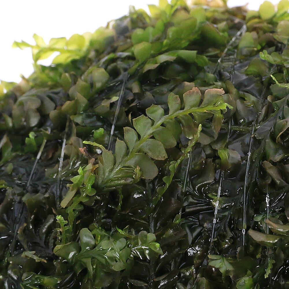（水草）巻きたて　ハネゴケsp．カメルーン産　流木SSサイズ（約10cm）（水中葉）...