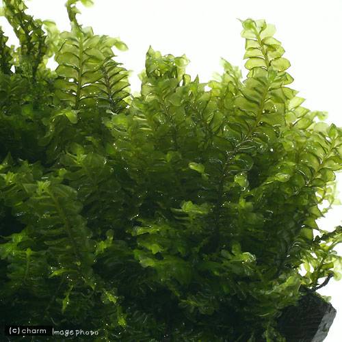 （水草）巻きたて　ハネゴケsp．カメルーン産　溶岩石Sサイズ（約10cm）（水中葉）...