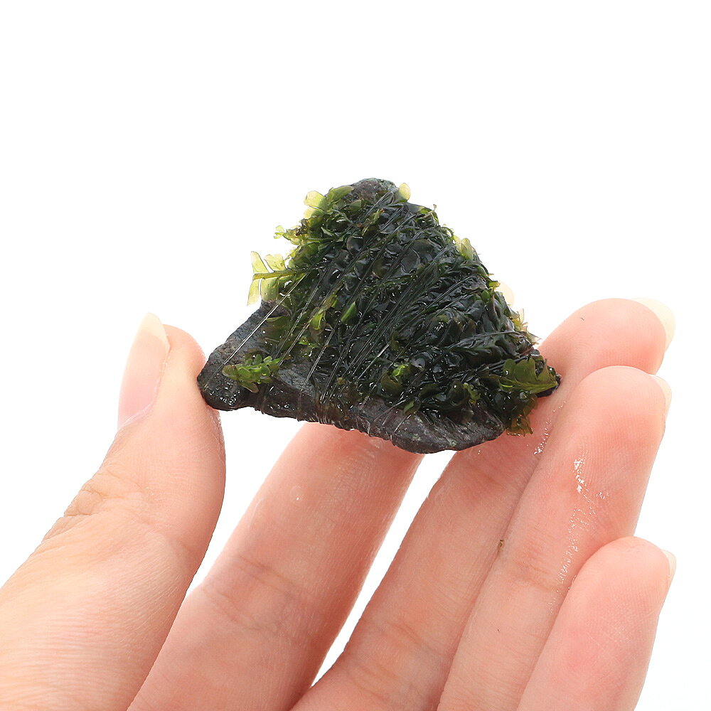 （水草）巻きたて　ハネゴケsp．カメルーン産　風山石小粒（3〜5cm）（水中葉）（...