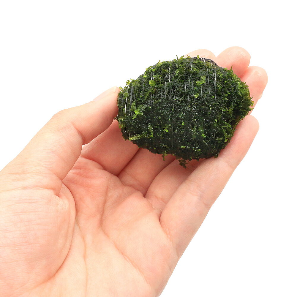 （水草）巻きたて　フジウロコゴケ（スパーテンモス）　溶岩石小粒（3〜5cm）（無...