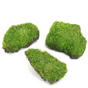 (水草)巻きたて リシア 風山石 SSサイズ(8cm以下)(水中葉)(無農薬)(1個)