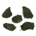 (水草)巻きたて ウォーターフェザー 風山石小粒(3〜5cm)(水中葉)(無農薬)(3個)