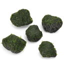 (水草)巻きたて ウォーターフェザー 溶岩石小粒(3〜5cm)(水中葉)(無農薬)(3個)
