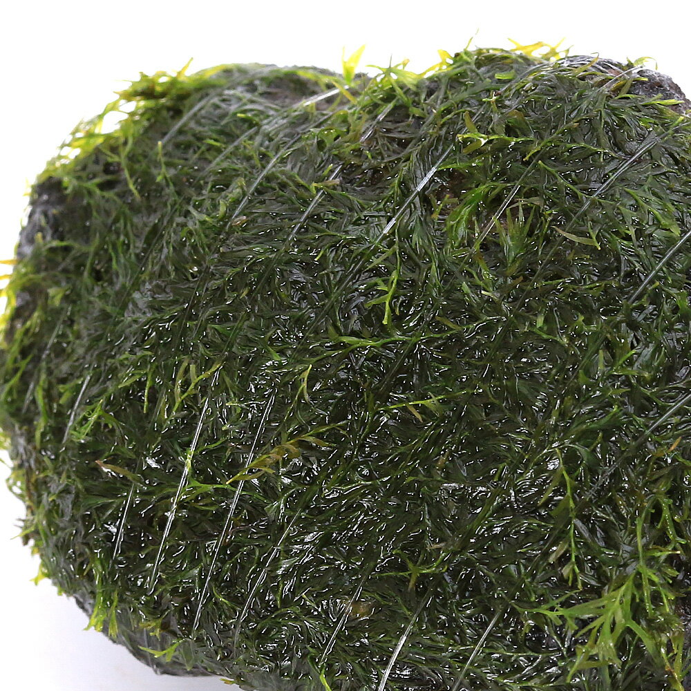 （水草）巻きたて　ウォーターフェザー　溶岩石小粒（3〜5cm）（水中葉）（無農薬...