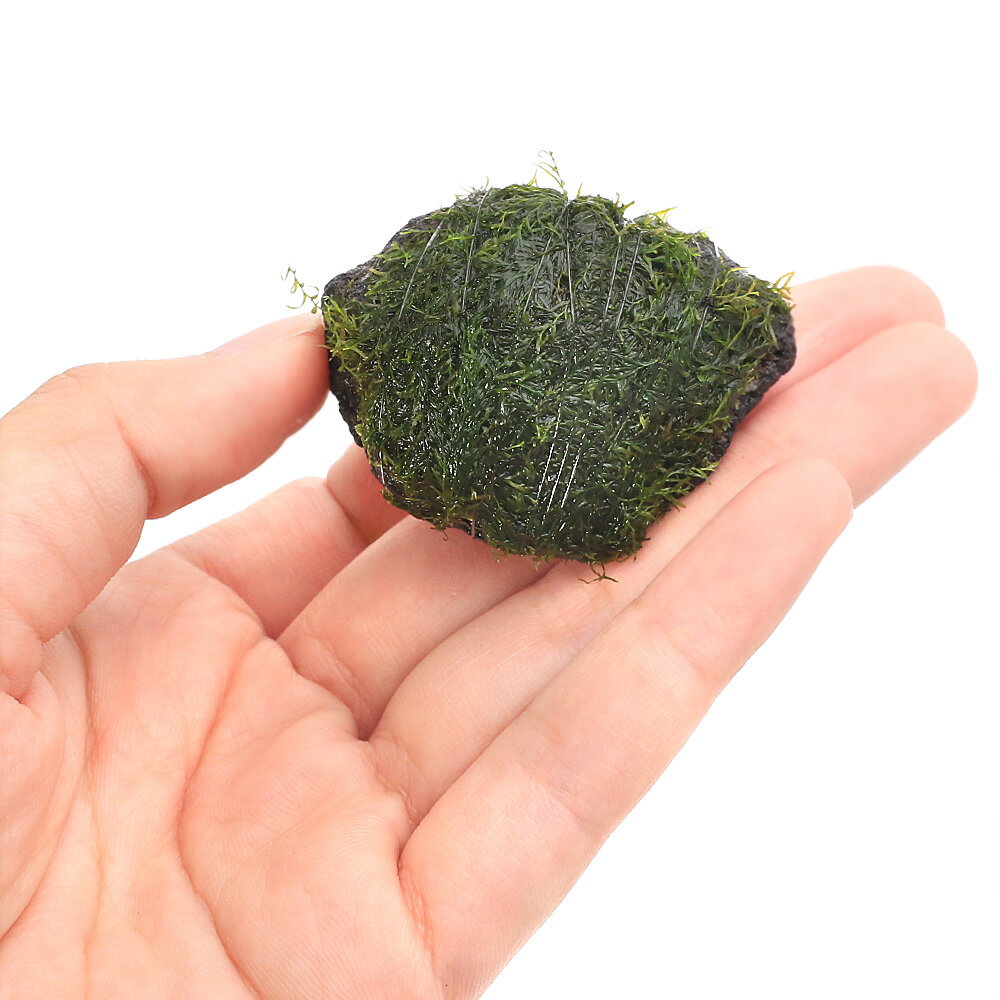 （水草）巻きたて　ウォーターフェザー　溶岩石小粒（3〜5cm）（水中葉）（無農薬...
