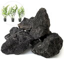 (水草)レイアウト素材水草セットVer.溶岩石(ボルビティス ヒュディロティ 3ポット)(1セット)
