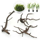 (水草)レイアウト素材水草セットVer.極上流木 S(ウィローモス+ボルビティス ヒュディロティ ミニポット)(1セット)