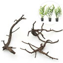 (水草)レイアウト素材水草セットVer.極上流木 Sサイズ (ミニポット ボルビティス ヒュディロティ(3ポット))(1セット)