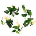 (水草)★株売り★ アヌビアスナナ(水上葉)(5株)