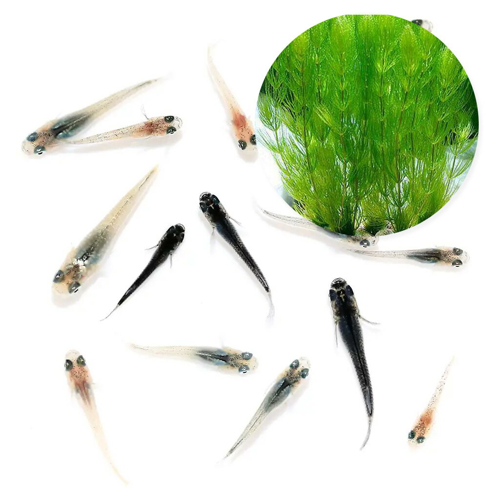 （めだか）（水草）無選別　高級メダカミックス 極 稚魚（5匹）＋ライフマルチ（茶）マツモ（無農薬）..