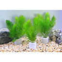 (水草)マルチリングホワイト(白) マツモ ミニ(無農薬)(3個)メダカ 金魚 水質浄化 産卵床