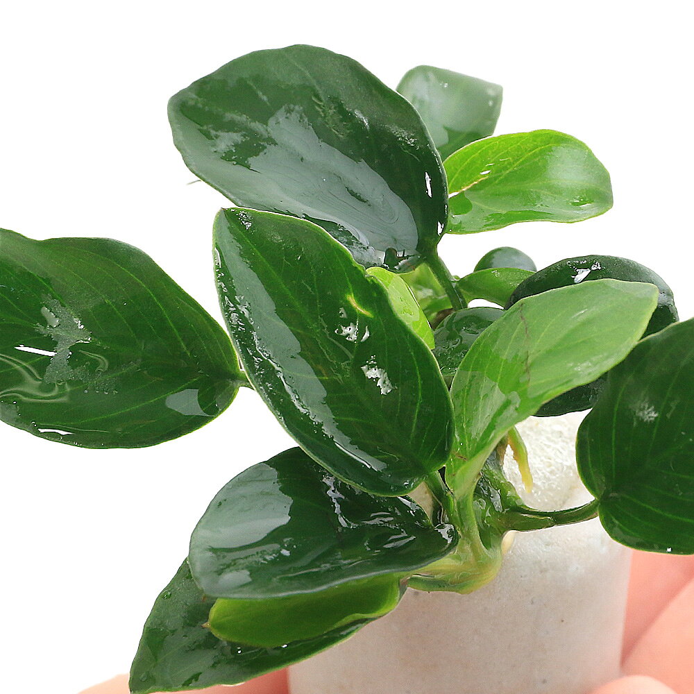（水草）マルチリングホワイト（白）　アヌビアスナナ　プチ（水上葉）（3個）