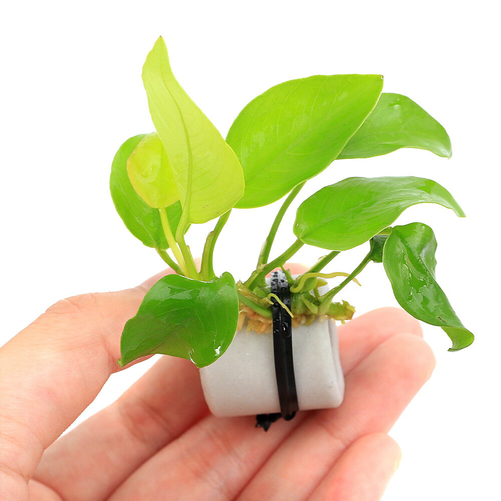 �ʿ���˥ޥ����󥰥ۥ磻�ȡ���ˡ����̥ӥ����ʥʡ�������ǥ�ʿ���աˡ�1�ġ�