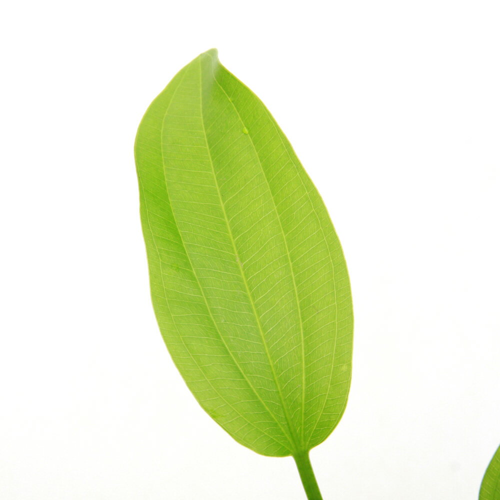 （水草）エキノドルスsp．アルトネグロ産（水上葉）（無農薬）（1ポット）