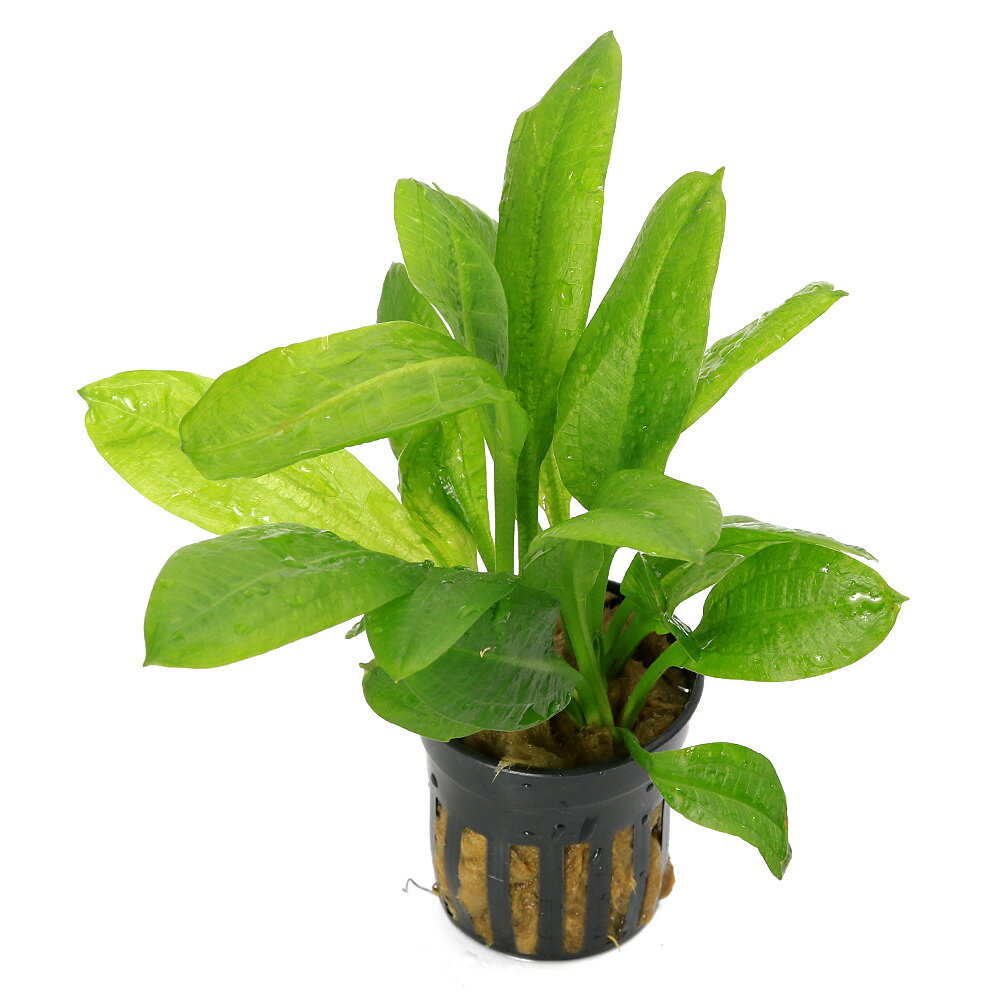 （水草）エキノドルス パルビフロルス 東南便（水上葉）（無農薬）（1ポット）