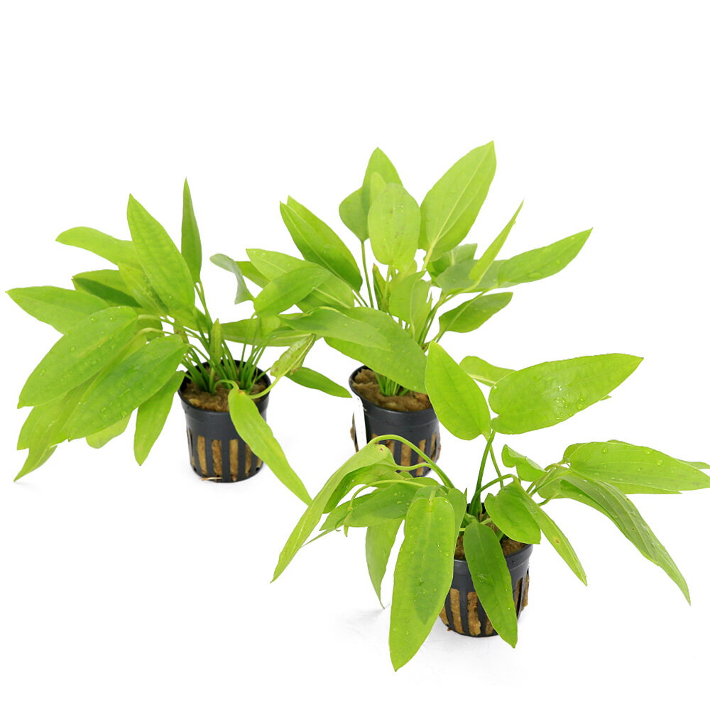 �ʿ���˥����Υɥ륹���������åȥʥ����ߥˡ������ءʿ���աˡ�1�ݥåȡ�