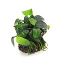 (水草)★活着済★ アヌビアスナナ プチ 溶岩石小粒(約3~5cm)(水上葉)(1個)