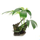 (テラリウム)一点物 置くだけ簡単 テラ向け植物 レイアウト流木(461681)(無農薬)(1個) 関東当日便