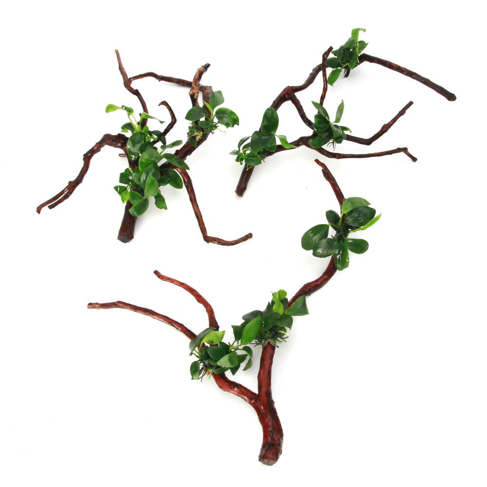 �ʿ���ˡ��ȿ����ܡ������̥ӥ����ʥʡ��޾�ή�ڡ�S��������10cm���ˡ�1�ܡ�