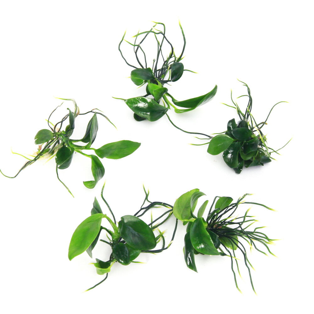 �ʿ���ˡ����������ȿ����ܡ����̥ӥ����ʥʡʿ���աˡ�5����