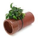 (水草)アヌビアスナナ プチ 土管(茶)(水上葉)(1個)