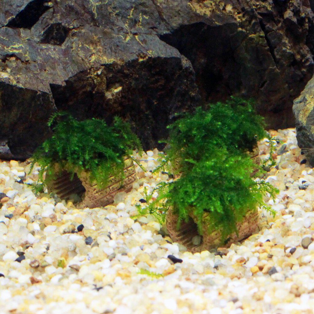 （水草）★育成済★　ウィーピングモス　ライフマルチ（水中葉）（無農薬）（1個）