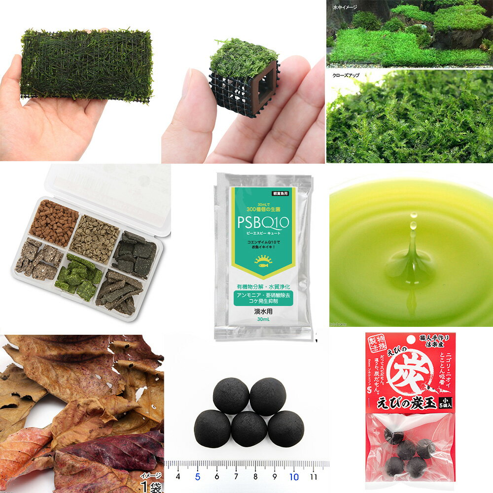 （水草）エビ育成6点セット　Ver．ウィローモス（水中葉）（無農薬）（1個）　シュリンプ　巻きたて　..