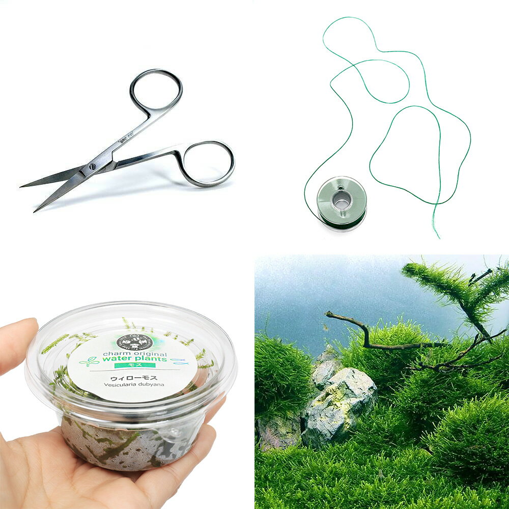 （水草）はじめてのモス活着キット　ウィローモス（水中葉）（無農薬）（1セット）モスライン
