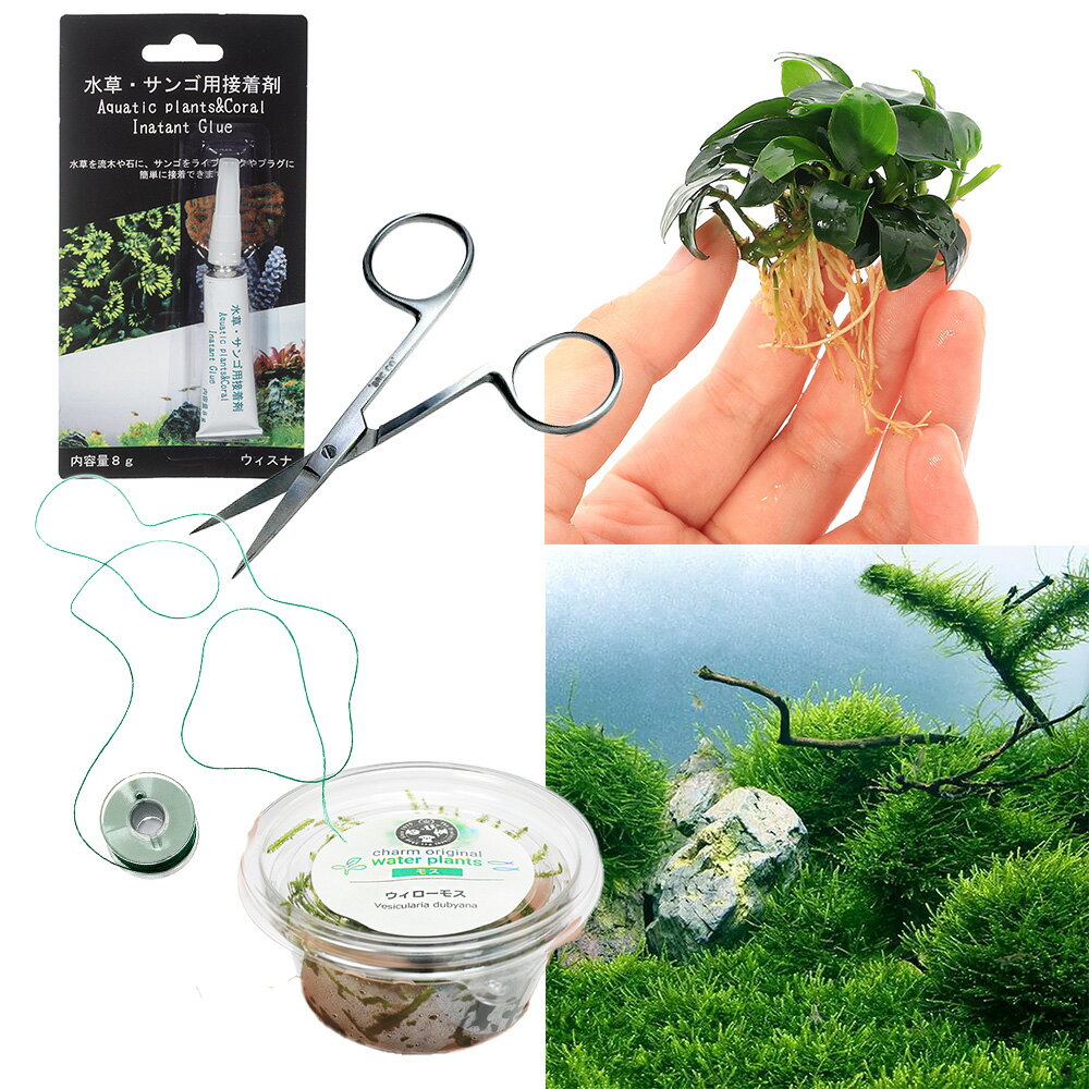 （水草）はじめてのモス・アヌビアス活着キット　ウィローモス　アヌビアスナナプチ（水中葉）（水上葉）（ ...