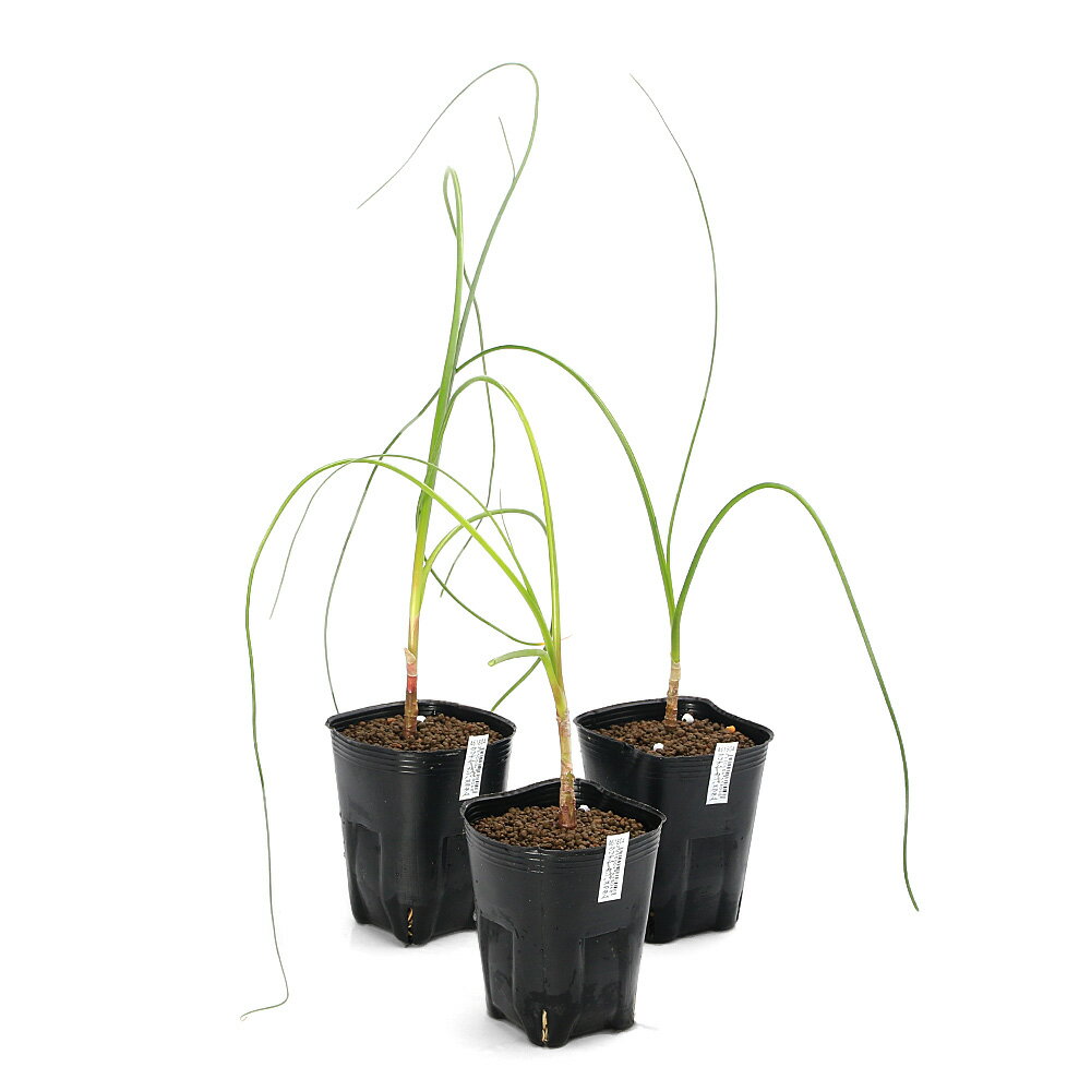 （ビオトープ）水生植物 クリナム カンパヌラタム（Crinum campanulatum）（1ポット）