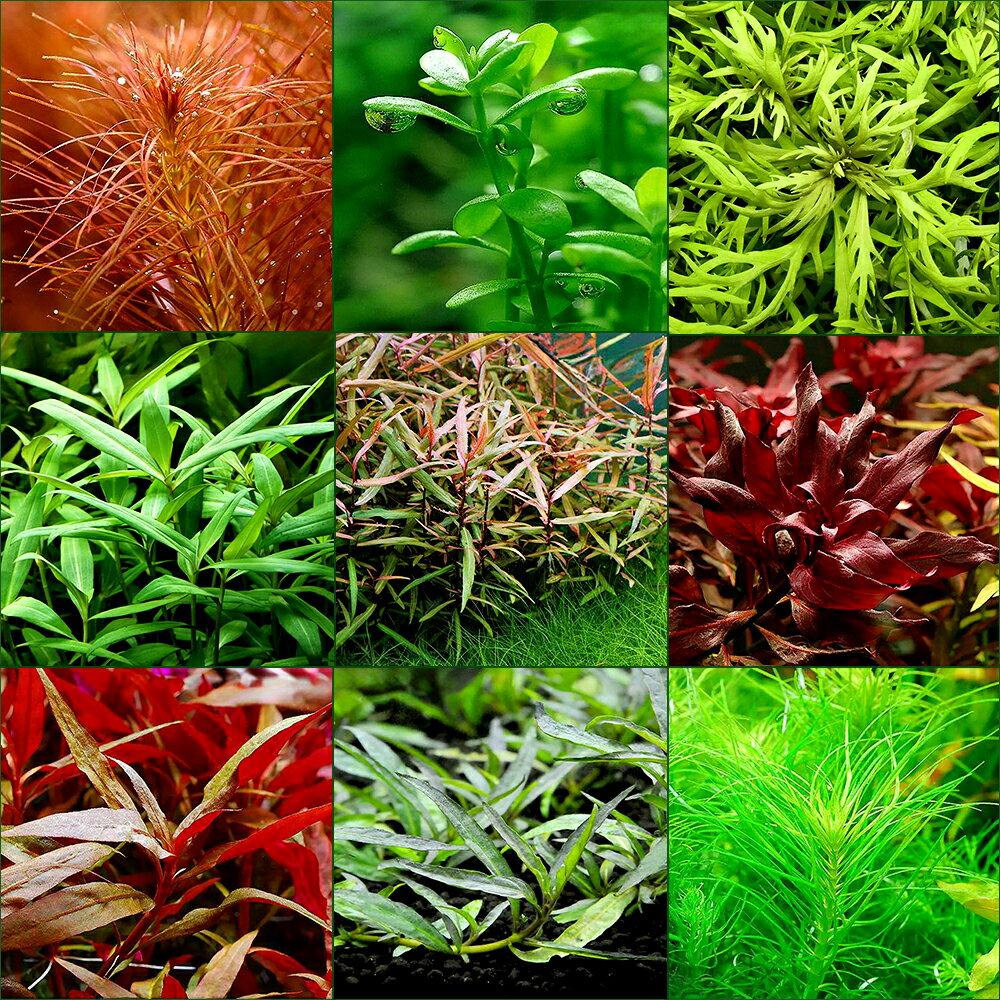 �ʿ�����֤�������ñ���饤�եޥ������ˤ��ޤ�������5��ܱ�����3�浪���ᤷ��������3��6��ʬ�ˡʿ���ա�̵������1���åȡ˥���� �鿴�� �������