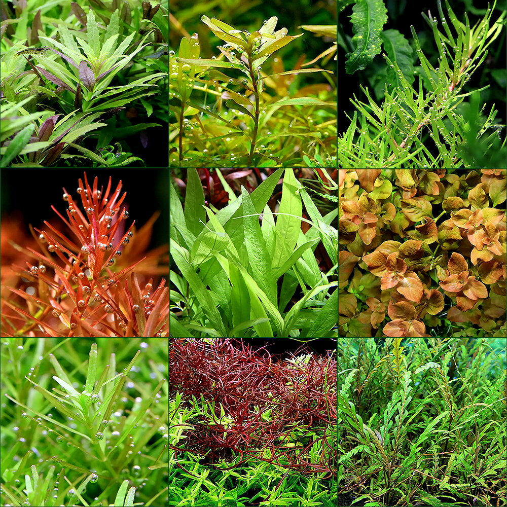 �ʿ���˥�������鿴�ԡ��֤�������ñ���饤�եޥ������ˤ��ޤ�������3��ܱ�����3�浪���������3��6��ʬ�ˡʿ���ա�̵������1���åȡˤ������