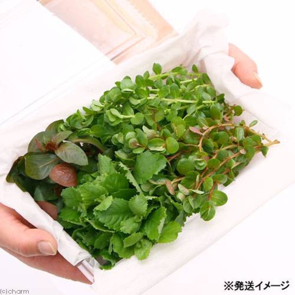 charm 楽天市場店の（水草）おまかせ水草詰め合わせパック　4種（計40本）＋栄養素3種お試しサイズ（3〜6回分）（水上葉）（無農薬）（1セット）｜アングル2