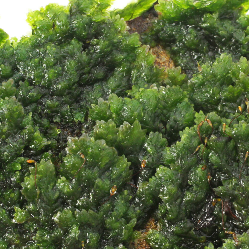 （水草）ツガゴケ（水上葉）（無農薬）（1パック分）