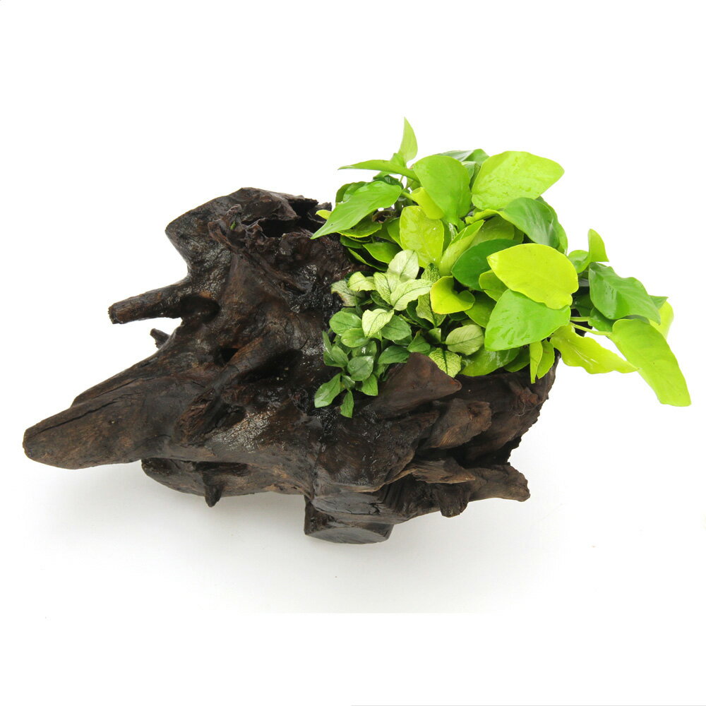 現品限りの一点物！一点物　巻きたて　アヌビアス3種付きディアーホーンウッド（水上葉）（1個）（461887）撮影日2025年12月28日※画像より成長してのお届けとなる場合がございます。ご了承の上お買い求めください。※出荷時期によって同品種の水草を巻きなおしての出荷となります。画像と若干の差異が生じる場合がございます。発送サイズ（流木）幅28×幅19×高さ19cm※植物の高さは含まれません。※サイズは最大部分での計測です。測る位置により若干の誤差が生じます。残留農薬状態残留農薬処理済※ビーシュリンプのいる水槽には入れないでください。　使用水草・アヌビアス　ナナゴールデン・アヌビアス　ジェイド・アヌビアス　斑入り学名（※）Anubias　sp．（※）…改良品種や学名が不明の種は流通名での記載の場合があります。分類サトイモ科（Araceae）アヌビアス属（Anubias）原産改良品種どんな種類？●アヌビアス　ナナゴールデンサトイモ科（Araceae）の植物。鮮やかなライムグリーン色が美しいアヌビアスナナの改良品種です。ナナに比べ若干葉幅が広く、水中葉はナナより小型になる種類です。アヌビアスの中でも最も明るい色彩の為、華やかな印象を与えることができます。ワンポイントなどにも最適です。●アアヌビアス　ジェイド翡翠色の淡い葉が特徴的な美麗種です。「ジェイド（JADE）」は翡翠を意味します。2021年に流通しはじめた改良品種で、水中下でこの色が維持できるか等の詳しい情報はあまり出ていません。この色を維持することができれば非常に映え、大磯砂と合わせれば、淡い色が涼しさを演出することができます。●アヌビアス　斑入りハイグロフィラ、アマゾンソードと並んで水草の入門種に挙げられる代表的な種類で、丸い葉が魅力的です。石や流木に着生（張り付く）する性質がある点、水質に幅広く対応し、低光量にも強く、CO2の添加も必要ないことから幅広い用途に使用できる種類です。アヌビアス・ナナをメインとした水槽は非常に落ち着いた印象を与えます。育成要件＆データ育成難易度　→　★☆☆☆☆光量（LED）　→60cm20W1灯以上（800〜1000lm）CO2　　　　→　無くても可　1滴／3秒（60cm標準水槽相当）pH　　　　　　→　5〜7．5pHGH　　　　　→　0〜6kH　　　　　　→　0〜6温度　　　　　→　20〜28度底砂　　　　　→　ソイル、砂、大磯、推奨水槽　　→　30cm以上植栽位置　　→　前■■■□□後草姿　　　　　→　サトイモ系最大草姿　　→　横10cm　高さ10cm生長速度　　→　遅め増殖方法　　→　株分け※…育成環境は一例です。必ずしもこの環境下であれば育つことを確約するものではございません。注意※水上で栽培された株となります。水中の環境に適応できない場合、新芽や根茎の一部が溶ける場合がございますので、その部分を流水で洗っていただくかハサミでカットすることをお勧め致します。※表記サイズはおおよその目安です。育成環境や、成長の度合いにより最大サイズは異なります。※以上、ご了承の上お買い求めくださいませ。Plants　Green　プランツグリーン　250ml　（水草の栄養液）Fe　Energy（エフイーエナジー）　アクア　濃縮タイプ　20mL　（水草の栄養液）アクロ　TRIANGLE　LED　GROW　600　3000lm　60cm水槽　照明　水草育成　熱帯魚　アクアリウム　ライト魚が簡単に飼える　リーフプロソイル　水草用　スーパーパウダー　8L　お一人様3点限りアクロ　ステンレス　ハサミ　25cm　ストレートタイプ　水草　トリミング　剪定プラスチックトレイ　ホワイトモスライン　1．5g（約50m）　モスカラー（深緑）　植物活着用ナイロン糸（エビ）ミナミヌマエビ（20匹）（＋1割おまけ） … 水草　一点物　置くだけ　陰生水草　低光量　流木付き　水草付き流木　水草付流木　水草付き　garde1ten　seitaigensen1ten　ジェイド　斑入り　ゴールデン　レア　20251229　y25m12　2026tuuki　y26m01■この商品をお買い上げのお客様は、下記商品もお買い上げです。※この商品には付属しません。■Plants　Green　プランツグリーン　250ml　（水草の栄養液）Fe　Energy（エフイーエナジー）　アクア　濃縮タイプ　20mL　（水草の栄養液）アクロ　TRIANGLE　LED　GROW　600　3000lm　60cm水槽　照明　水草育成　熱帯魚　アクアリウム　ライト魚が簡単に飼える　リーフプロソイル　水草用　スーパーパウダー　8L　お一人様3点限りアクロ　ステンレス　ハサミ　25cm　ストレートタイプ　水草　トリミング　剪定プラスチックトレイ　ホワイトモスライン　1．5g（約50m）　モスカラー（深緑）　植物活着用ナイロン糸（エビ）ミナミヌマエビ（20匹）（＋1割おまけ）