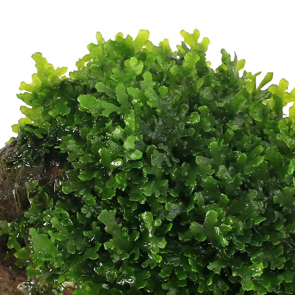 （水草）★育成済★　プレミアムグリーンモス　風山石小粒（水中葉）（無農薬）（3個）